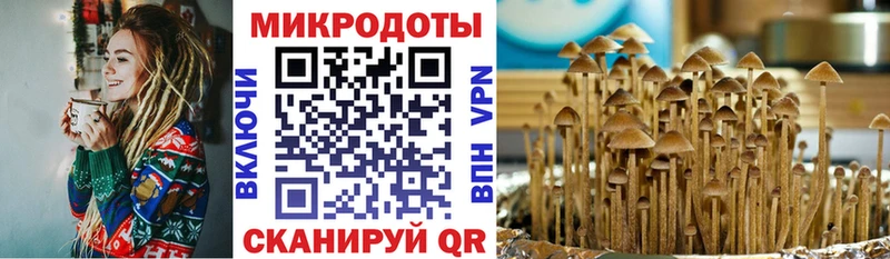 Галлюциногенные грибы Psilocybine cubensis  дарк нет состав  Выборг 